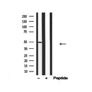 Western blot analysis of Mnk1 in lysates of NIH/3T3, using Mnk1 Antibody(AF4788).
