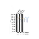 AF3349 staining HeLa by IF/ICC. The sample were fixed with PFA and permeabilized in 0.1% Triton X-100,then blocked in 10% serum for 45 minutes at 25¡ãC. The primary antibody was diluted at 1/200 and incubated with the sample for 1 hour at 37¡ãC. An Alexa Fluor 594 conjugated goat anti-rabbit IgG (H+L) Ab, diluted at 1/600, was used as the secondary antibod
