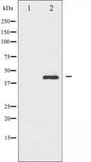 AF3365 staining NIH-3T3 by IF/ICC. The sample were fixed with PFA and permeabilized in 0.1% Triton X-100,then blocked in 10% serum for 45 minutes at 25¡ãC. The primary antibody was diluted at 1/200 and incubated with the sample for 1 hour at 37¡ãC. An Alexa Fluor 594 conjugated goat anti-rabbit IgG (H+L) Ab, diluted at 1/600, was used as the secondary antibod