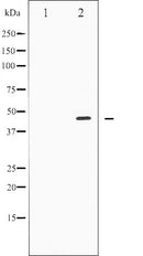 AF3367 at 1/200 staining Rat spleen tissue sections by IHC-P. The tissue was formaldehyde fixed and a heat mediated antigen retrieval step in citrate buffer was performed. The tissue was then blocked and incubated with the antibody for 1.5 hours at 22¡ãC. An HRP conjugated goat anti-rabbit antibody was used as the secondary