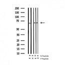 AF3388 staining HeLa by IF/ICC. The sample were fixed with PFA and permeabilized in 0.1% Triton X-100,then blocked in 10% serum for 45 minutes at 25¡ãC. The primary antibody was diluted at 1/200 and incubated with the sample for 1 hour at 37¡ãC. An Alexa Fluor 594 conjugated goat anti-rabbit IgG (H+L) Ab, diluted at 1/600, was used as the secondary antibod