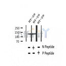 AF2374 at 1/100 staining Mouse heart tissue by IHC-P. The sample was formaldehyde fixed and a heat mediated antigen retrieval step in citrate buffer was performed. The sample was then blocked and incubated with the antibody for 1.5 hours at 22¡ãC. An HRP conjugated goat anti-rabbit antibody was used as the secondary