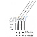 AF2385 at 1/100 staining Mouse colon tissue by IHC-P. The sample was formaldehyde fixed and a heat mediated antigen retrieval step in citrate buffer was performed. The sample was then blocked and incubated with the antibody for 1.5 hours at 22¡ãC. An HRP conjugated goat anti-rabbit antibody was used as the secondary