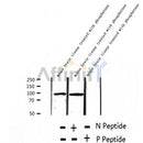 AF2390 at 1/100 staining Human thyroid cancer tissue by IHC-P. The sample was formaldehyde fixed and a heat mediated antigen retrieval step in citrate buffer was performed. The sample was then blocked and incubated with the antibody for 1.5 hours at 22¡ãC. An HRP conjugated goat anti-rabbit antibody was used as the secondary