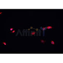 AF0092 staining MCF-7 cells by IF/ICC. The sample were fixed with PFA and permeabilized in 0.1% Triton X-100,then blocked in 10% serum for 45 minutes at 25¡ãC. The primary antibody was diluted at 1/200 and incubated with the sample for 1 hour at 37¡ãC. An Alexa Fluor 594 conjugated goat anti-rabbit IgG (H+L) antibody(Cat.