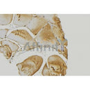 AF0247 at 1/100 staining Mouse muscle tissue by IHC-P. The sample was formaldehyde fixed and a heat mediated antigen retrieval step in citrate buffer was performed. The sample was then blocked and incubated with the antibody for 1.5 hours at 22¡ãC. An HRP conjugated goat anti-rabbit antibody was used as the secondary
