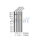 AF3461 staining NIH-3T3 cells by IF/ICC. The sample were fixed with PFA and permeabilized in 0.1% Triton X-100,then blocked in 10% serum for 45 minutes at 25¡ãC. The primary antibody was diluted at 1/200 and incubated with the sample for 1 hour at 37¡ãC. An Alexa Fluor 594 conjugated goat anti-rabbit IgG (H+L) antibody(Cat.