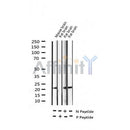 AF3473 staining HT29 by IF/ICC. The sample were fixed with PFA and permeabilized in 0.1% Triton X-100,then blocked in 10% serum for 45 minutes at 25¡ãC. The primary antibody was diluted at 1/200 and incubated with the sample for 1 hour at 37¡ãC. An Alexa Fluor 594 conjugated goat anti-rabbit IgG (H+L) Ab, diluted at 1/600, was used as the secondary antibod