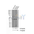 AF3487 staining Hela by IF/ICC. The sample were fixed with PFA and permeabilized in 0.1% Triton X-100,then blocked in 10% serum for 45 minutes at 25¡ãC. The primary antibody was diluted at 1/200 and incubated with the sample for 1 hour at 37¡ãC. An Alexa Fluor 594 conjugated goat anti-rabbit IgG (H+L) Ab, diluted at 1/600, was used as the secondary antibod
