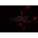 AF0252 staining HepG2 cells by IF/ICC. The sample were fixed with PFA and permeabilized in 0.1% Triton X-100,then blocked in 10% serum for 45 minutes at 25¡ãC. The primary antibody was diluted at 1/200 and incubated with the sample for 1 hour at 37¡ãC. An Alexa Fluor 594 conjugated goat anti-rabbit IgG (H+L) antibody(Cat.