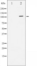 AF6429 staining NIH-3T3 by IF/ICC. The sample were fixed with PFA and permeabilized in 0.1% Triton X-100,then blocked in 10% serum for 45 minutes at 25¡ãC. The primary antibody was diluted at 1/200 and incubated with the sample for 1 hour at 37¡ãC. An Alexa Fluor 594 conjugated goat anti-rabbit IgG (H+L) Ab, diluted at 1/600, was used as the secondary antibod