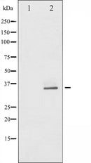 AF6371 staining COS7 by IF/ICC. The sample were fixed with PFA and permeabilized in 0.1% Triton X-100,then blocked in 10% serum for 45 minutes at 25¡ãC. The primary antibody was diluted at 1/200 and incubated with the sample for 1 hour at 37¡ãC. An Alexa Fluor 594 conjugated goat anti-rabbit IgG (H+L) Ab, diluted at 1/600, was used as the secondary antibod