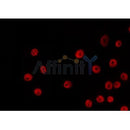 AF0291 staining HeLa by IF/ICC. The sample were fixed with PFA and permeabilized in 0.1% Triton X-100,then blocked in 10% serum for 45 minutes at 25¡ãC. The primary antibody was diluted at 1/200 and incubated with the sample for 1 hour at 37¡ãC. An Alexa Fluor 594 conjugated goat anti-rabbit IgG (H+L) Ab, diluted at 1/600, was used as the secondary antibod