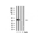 Western blot analysis of extracts from 293 and hela and rat brain, using USF2 Antibody.