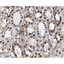 IHC analysis of human kidney, using APLF Antibody at 1/100.