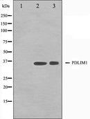 Western blot analysis on K562 and Jurkat cell lysate using CLIM1 Antibody.The lane on the left is treated with the antigen-specific peptide.