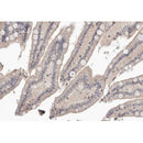 AF0303 at 1/100 staining human colon tissue sections by IHC-P. The tissue was formaldehyde fixed and a heat mediated antigen retrieval step in citrate buffer was performed. The tissue was then blocked and incubated with the antibody for 1.5 hours at 22¡ãC. An HRP conjugated goat anti-rabbit antibody was used as the secondary