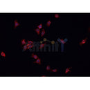 AF0303 staining HeLa cells by IF/ICC. The sample were fixed with PFA and permeabilized in 0.1% Triton X-100,then blocked in 10% serum for 45 minutes at 25¡ãC. The primary antibody was diluted at 1/200 and incubated with the sample for 1 hour at 37¡ãC. An Alexa Fluor 594 conjugated goat anti-rabbit IgG (H+L) antibody(Cat.