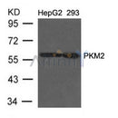 Western blot analysis of extracts from HepG2 and 293 cells using PKM1/2 Antibody