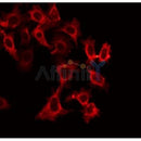 AF0304 staining Hela by IF/ICC. The sample were fixed with PFA and permeabilized in 0.1% Triton X-100,then blocked in 10% serum for 45 minutes at 25¡ãC. The primary antibody was diluted at 1/200 and incubated with the sample for 1 hour at 37¡ãC. An Alexa Fluor 594 conjugated goat anti-rabbit IgG (H+L) Ab, diluted at 1/600, was used as the secondary antibod