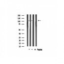 Western blot analysis on various tissue lysate using TAF4 Antibody.