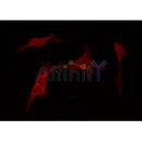 AF0305 staining NIH-3T3 by IF/ICC. The sample were fixed with PFA and permeabilized in 0.1% Triton X-100,then blocked in 10% serum for 45 minutes at 25¡ãC. The primary antibody was diluted at 1/200 and incubated with the sample for 1 hour at 37¡ãC. An Alexa Fluor 594 conjugated goat anti-rabbit IgG (H+L) Ab, diluted at 1/600, was used as the secondary antibod