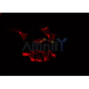 AF0314 staining Hela by IF/ICC. The sample were fixed with PFA and permeabilized in 0.1% Triton X-100,then blocked in 10% serum for 45 minutes at 25¡ãC. The primary antibody was diluted at 1/200 and incubated with the sample for 1 hour at 37¡ãC. An Alexa Fluor 594 conjugated goat anti-rabbit IgG (H+L) Ab, diluted at 1/600, was used as the secondary antibod