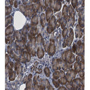 AF0316 at 1/100 staining human pancreas tissue sections by IHC-P. The tissue was formaldehyde fixed and a heat mediated antigen retrieval step in citrate buffer was performed. The tissue was then blocked and incubated with the antibody for 1.5 hours at 22¡ãC. An HRP conjugated goat anti-rabbit antibody was used as the secondary