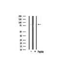 Western blot analysis of TBX3 expression in mouse brain lysate
