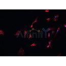 AF0321 staining HeLa cells by IF/ICC. The sample were fixed with PFA and permeabilized in 0.1% Triton X-100,then blocked in 10% serum for 45 minutes at 25¡ãC. The primary antibody was diluted at 1/200 and incubated with the sample for 1 hour at 37¡ãC. An Alexa Fluor 594 conjugated goat anti-rabbit IgG (H+L) antibody(Cat.