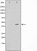 Western blot analysis on COLO205 cell lysate using TBX1 Antibody.The lane on the left is treated with the antigen-specific peptide.