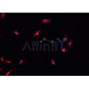 AF0327 staining K-562 cells by IF/ICC. The sample were fixed with PFA and permeabilized in 0.1% Triton X-100,then blocked in 10% serum for 45 minutes at 25¡ãC. The primary antibody was diluted at 1/200 and incubated with the sample for 1 hour at 37¡ãC. An Alexa Fluor 594 conjugated goat anti-rabbit IgG (H+L) antibody(Cat.