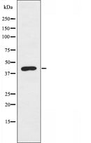 DF3223 staining 293 by IF/ICC. The sample were fixed with PFA and permeabilized in 0.1% Triton X-100,then blocked in 10% serum for 45 minutes at 25¡ãC. The primary antibody was diluted at 1/200 and incubated with the sample for 1 hour at 37¡ãC. An Alexa Fluor 594 conjugated goat anti-rabbit IgG (H+L) Ab, diluted at 1/600, was used as the secondary antibod
