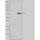 DF3231 staining Hela cells by IF/ICC. The sample were fixed with PFA and permeabilized in 0.1% Triton X-100,then blocked in 10% serum for 45 minutes at 25¡ãC. The primary antibody was diluted at 1/200 and incubated with the sample for 1 hour at 37¡ãC. An Alexa Fluor 594 conjugated goat anti-rabbit IgG (H+L) antibody(Cat.