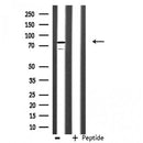 DF3235 staining NIH-3T3 cells by IF/ICC. The sample were fixed with PFA and permeabilized in 0.1% Triton X-100,then blocked in 10% serum for 45 minutes at 25¡ãC. The primary antibody was diluted at 1/200 and incubated with the sample for 1 hour at 37¡ãC. An Alexa Fluor 594 conjugated goat anti-rabbit IgG (H+L) antibody(Cat.