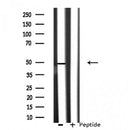 DF3241 staining Hela by IF/ICC. The sample were fixed with PFA and permeabilized in 0.1% Triton X-100,then blocked in 10% serum for 45 minutes at 25¡ãC. The primary antibody was diluted at 1/200 and incubated with the sample for 1 hour at 37¡ãC. An Alexa Fluor 594 conjugated goat anti-rabbit IgG (H+L) Ab, diluted at 1/600, was used as the secondary antibod