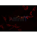 Western blot analysis of extracts from rat brain, rat heart, using TNFRSF9 Antibody.