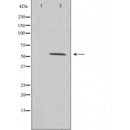 DF3305 staining Hela cells by IF/ICC. The sample were fixed with PFA and permeabilized in 0.1% Triton X-100,then blocked in 10% serum for 45 minutes at 25¡ãC. The primary antibody was diluted at 1/200 and incubated with the sample for 1 hour at 37¡ãC. An Alexa Fluor 594 conjugated goat anti-rabbit IgG (H+L) antibody(Cat.