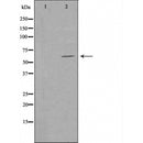 DF3312 staining A549 cells by IF/ICC. The sample were fixed with PFA and permeabilized in 0.1% Triton X-100,then blocked in 10% serum for 45 minutes at 25¡ãC. The primary antibody was diluted at 1/200 and incubated with the sample for 1 hour at 37¡ãC. An Alexa Fluor 594 conjugated goat anti-rabbit IgG (H+L) antibody(Cat.