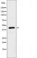 DF3327 staining COLO205 cells by IF/ICC. The sample were fixed with PFA and permeabilized in 0.1% Triton X-100,then blocked in 10% serum for 45 minutes at 25¡ãC. The primary antibody was diluted at 1/200 and incubated with the sample for 1 hour at 37¡ãC. An Alexa Fluor 594 conjugated goat anti-rabbit IgG (H+L) antibody(Cat.
