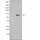 DF3330 staining 293 by IF/ICC. The sample were fixed with PFA and permeabilized in 0.1% Triton X-100,then blocked in 10% serum for 45 minutes at 25¡ãC. The primary antibody was diluted at 1/200 and incubated with the sample for 1 hour at 37¡ãC. An Alexa Fluor 594 conjugated goat anti-rabbit IgG (H+L) Ab, diluted at 1/600, was used as the secondary antibod