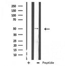 DF3425 staining RAW264.7 cells by IF/ICC. The sample were fixed with PFA and permeabilized in 0.1% Triton X-100,then blocked in 10% serum for 45 minutes at 25¡ãC. The primary antibody was diluted at 1/200 and incubated with the sample for 1 hour at 37¡ãC. An Alexa Fluor 594 conjugated goat anti-rabbit IgG (H+L) antibody(Cat.