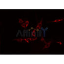 Western blot analysis of extracts from mouse brain, using CDH15 Antibody.