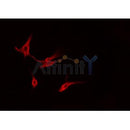 DF3493 staining Hela by IF/ICC. The sample were fixed with PFA and permeabilized in 0.1% Triton X-100,then blocked in 10% serum for 45 minutes at 25¡ãC. The primary antibody was diluted at 1/200 and incubated with the sample for 1 hour at 37¡ãC. An Alexa Fluor 594 conjugated goat anti-rabbit IgG (H+L) Ab, diluted at 1/600, was used as the secondary antibod