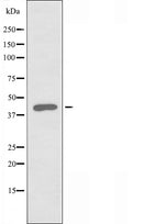 DF3498 staining HeLa by IF/ICC. The sample were fixed with PFA and permeabilized in 0.1% Triton X-100,then blocked in 10% serum for 45 minutes at 25¡ãC. The primary antibody was diluted at 1/200 and incubated with the sample for 1 hour at 37¡ãC. An Alexa Fluor 594 conjugated goat anti-rabbit IgG (H+L) Ab, diluted at 1/600, was used as the secondary antibod