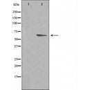 DF3512 staining HuvEc by IF/ICC. The sample were fixed with PFA and permeabilized in 0.1% Triton X-100,then blocked in 10% serum for 45 minutes at 25¡ãC. The primary antibody was diluted at 1/200 and incubated with the sample for 1 hour at 37¡ãC. An Alexa Fluor 594 conjugated goat anti-rabbit IgG (H+L) Ab, diluted at 1/600, was used as the secondary antibod