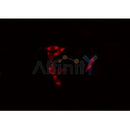 Western blot analysis of extracts from mouse brain, using AIM2 Antibody. Lane 1 was treated with the antigen-specific peptide.