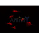 DF3526 staining Hela by IF/ICC. The sample were fixed with PFA and permeabilized in 0.1% Triton X-100,then blocked in 10% serum for 45 minutes at 25¡ãC. The primary antibody was diluted at 1/200 and incubated with the sample for 1 hour at 37¡ãC. An Alexa Fluor 594 conjugated goat anti-rabbit IgG (H+L) Ab, diluted at 1/600, was used as the secondary antibod