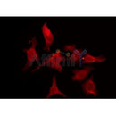 DF3527 staining HepG2 by IF/ICC. The sample were fixed with PFA and permeabilized in 0.1% Triton X-100,then blocked in 10% serum for 45 minutes at 25¡ãC. The primary antibody was diluted at 1/200 and incubated with the sample for 1 hour at 37¡ãC. An Alexa Fluor 594 conjugated goat anti-rabbit IgG (H+L) Ab, diluted at 1/600, was used as the secondary antibod