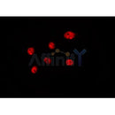 AF0359 staining Hela by IF/ICC. The sample were fixed with PFA and permeabilized in 0.1% Triton X-100,then blocked in 10% serum for 45 minutes at 25¡ãC. The primary antibody was diluted at 1/200 and incubated with the sample for 1 hour at 37¡ãC. An Alexa Fluor 594 conjugated goat anti-rabbit IgG (H+L) Ab, diluted at 1/600, was used as the secondary antibod